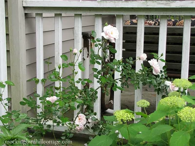 New Dawn Earth-Kind® Climbing Rose - Cypress Basin Master Gardeners  Association