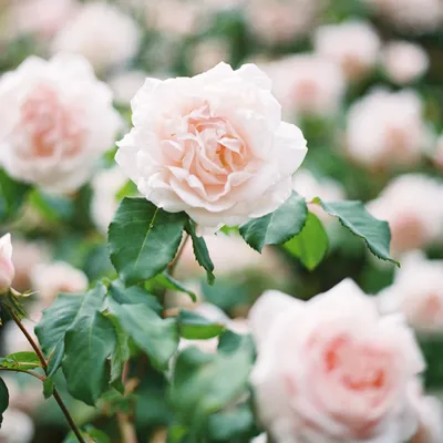 JUNE : 'New Dawn' climbing rose : Rosa x 'New Dawn' – Santa Fe Botanical  Garden