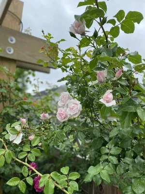 https://www.thegreenhousepnw.com/products/new-dawn-climbing-rose