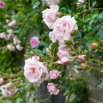 Rose New Dawn, Climbing Rose - Sugar Creek Gardens