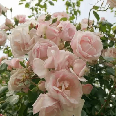 Close up of a pink rose called Rosa New Dawn. An English climbing rose  flowering in a garden in England, UK Stock Photo - Alamy