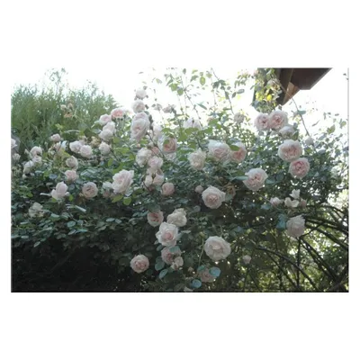 Rosa 'New Dawn' (Everblooming Dr. W. VanFleet, New Dawn, New Dawn Climbing  Rose, The New Dawn) | North Carolina Extension Gardener Plant Toolbox