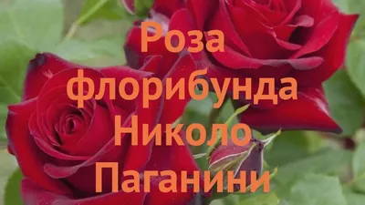 Саженцы розы Николо Паганини купить | Агро Бреза Украина Киев