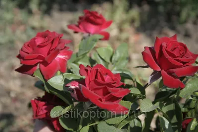 Роза флорибунда Николо Паганини (Rose floribunda Niccolo Paganini) —  Садовое ателье СвеЖеНика