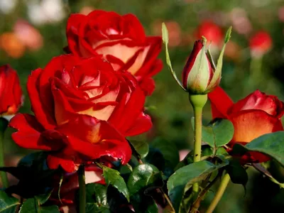 Роза Чайно-гибридная Нью Фэшн (Rose hybrid tea) - набор из 3 штук  Саженец/15-20 см./1 год/Открытая (ОКС) — купить в интернет-магазине по  низкой цене на Яндекс Маркете