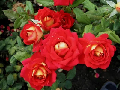 Роза чайно-гибридная Нью Фэшн (в тубе) купить недорого в интернет-магазине  товаров для сада Бауцентр