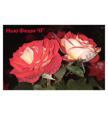 51 красная роза Нью Фэшн: купить 51 красная роза Нью Фэшн с доставкой по  Киеву и области | Golden Flora