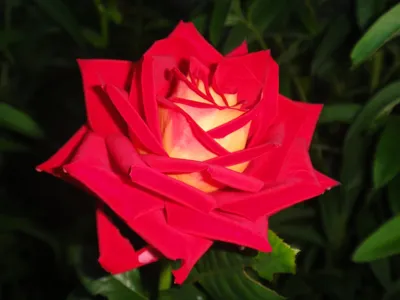 Роза чайно-гибридная Нью фэшн h37 см по цене 433 ₽/шт. купить в Твери в  интернет-магазине Леруа Мерлен