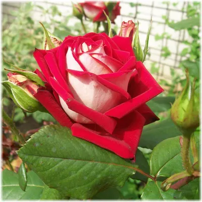 Саженцы чайно-гибридной розы Нью Фешн (Rose New Fashion) (ID#1370141986),  цена: 120 ₴, купить на Prom.ua