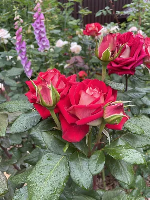 Обзор чайно-гибридных роз Нью Фешн в цветнике - YouTube