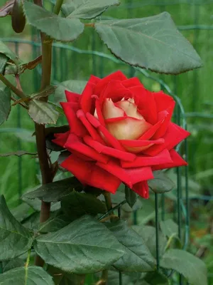 Роза New Fashion (Нью Фешн) - Чайно-гибридные - Саженцы роз, ягодных,  фруктовых и декоративных культур - Dekoplant