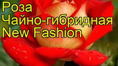 Роза Нью Фешн (New Fashion) чайно-гибридная Киев, лучшая цена, купи...