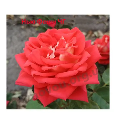 Саженцы чайно-гибридной розы Нью Фешн (Rose New Fashion) (ID#1370141986),  цена: 120 ₴, купить на Prom.ua
