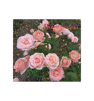 Роза Нобилис (Однолетний, ОКС) - купить Розы чайно-гибридные в Киеве и  Украине, выгодная цена Роза Нобилис в интернет-магазине Agrostore ТМ  (Агростор)