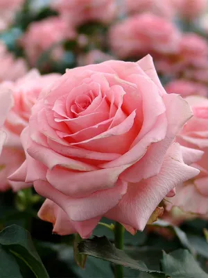 Флора Март🇺🇦 on Instagram: \"🧁Роза Nobilis (Нобилис) — очень популярный  среди садоводов сорт чайно-гибридной розы. Цветы светло-розовые, достаточно  крупные. Бутон у растения очень плотный, бокаловидный, хорошо и долго стоит  в срезе. Куст