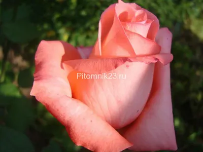 Роза нобилис (38 фото) - 38 фото