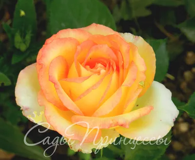 Крем для рук «Elixir Floral Rosa Nobilis» — Viorica Cosmetic