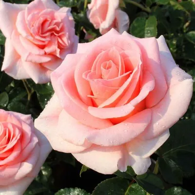 НОБИЛИС (Nobilis) роза чайно-гибридная - Купить по лучшей цене с доставкой  по России и Крыму