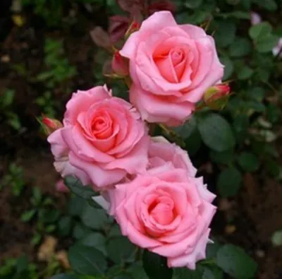 Белые французские розы, нобилис и хлопок доставка в Красноярске | ФлоРум24