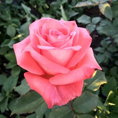 Shrub rose rosa fritz nobilis hi-res stock photography and images - Alamy