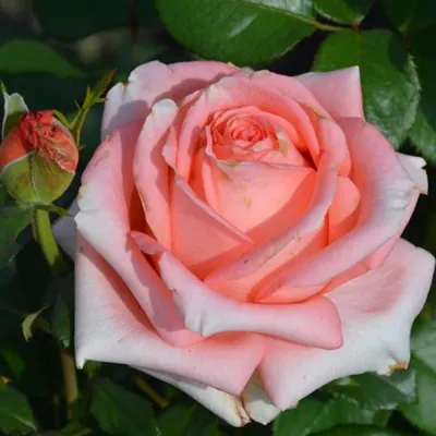 Роза Чайно-Гибридная : Роза чайно-гибридная- Нобилиc
