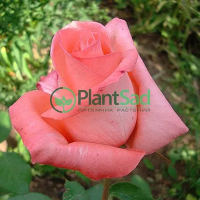 Саженцы чайно-гибридной розы Нобилис (Rose Nobilis) (ID#986836012), цена:  115 ₴, купить на Prom.ua