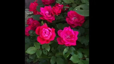 Саженцы роз - 🌹УАЙТ НОКАУТ . Превосходная кустовая роза,... | Facebook