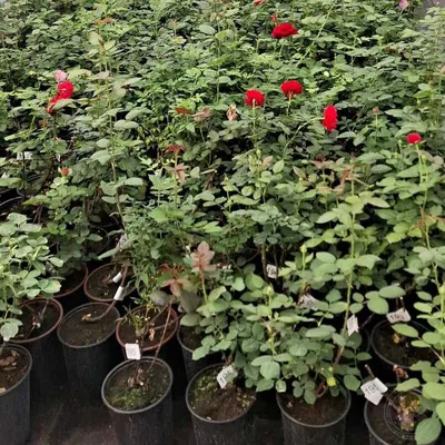Саженцы штамбовой розы нокаут купить в Москве по цене от 3690 рублей