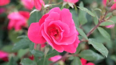 Coral Knock Out ® | Roses' Name