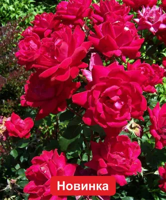 Саженцы розы нокаут купить в Москве по цене от 690 рублей