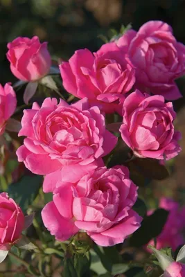 Восхитительные простушки - розы - \"бабочки\"! Часть 6. | \"За розовой вуалью\"  | Дзен