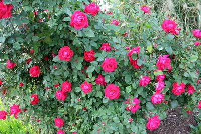 Розовые розы нокаут стоковое фото. изображение насчитывающей цветасто -  193025298