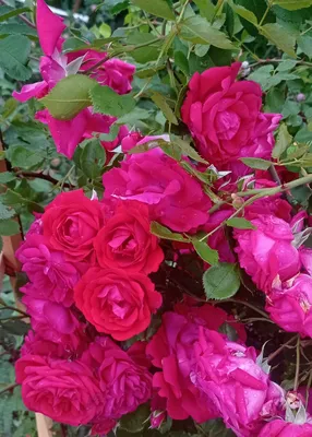 Саженцы роз - 🌹УАЙТ НОКАУТ . Превосходная кустовая роза,... | Facebook