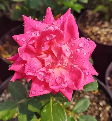 Купить Роза почвопокровная Фея в красном — от НПО Сады Росcии с доставкой