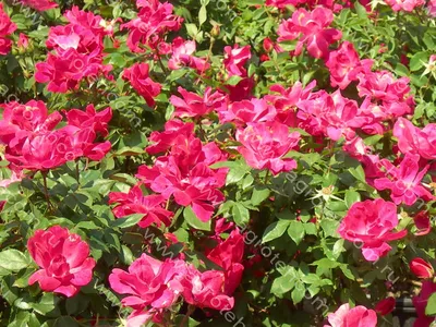 Роза почвопокровный шраб Нокаут ОКС купить за 890 р. в садовом центре АСТ  Медовое