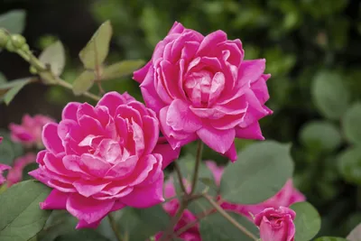 Новинки селекции ландшафтных роз от фирмы Мейян.