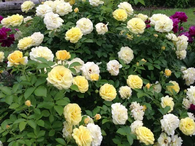 Pink Knock Out ® | Roses' Name