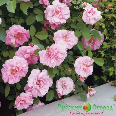 Rainbow Knock Out® | Roses' Name
