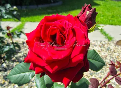 Rose - Rosa Norita, flowers | Garden-en.com