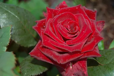 Photo of the bloom of Rose (Rosa 'Norita') posted by MuseumUA - Garden.org