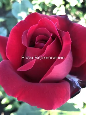 Photo of the bloom of Rose (Rosa 'Norita') posted by MuseumUA - Garden.org