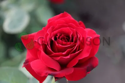 Hybrid Tea Dark Red Rose `Norita` Flower Stock Photo - Image of fully,  garden: 117664092