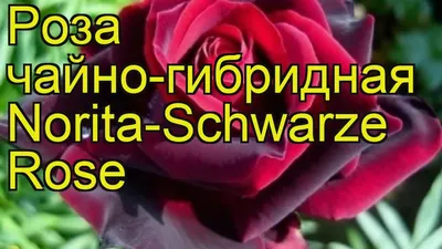 Саженцы розы чайно гибридной Норита (Norita) купить в Москве по цене от 490  до 1990 руб. - питомник растений Элитный Сад