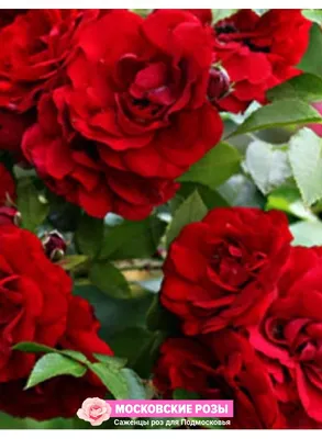 Norita | Red roses, Rose flower, Flowers