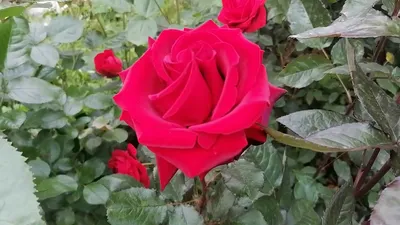 Hybrid Tea dark red rose 'Norita' flower. Stock Photo | Adobe Stock