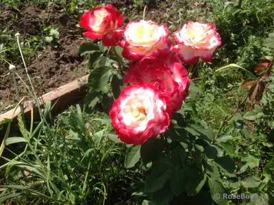 Роза чайно-гибридная Ностальжи (Rose hybrid tea Nostalgia) — Садовое ателье  СвеЖеНика