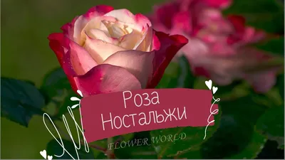 Роза чайно-гибр. Ностальжи