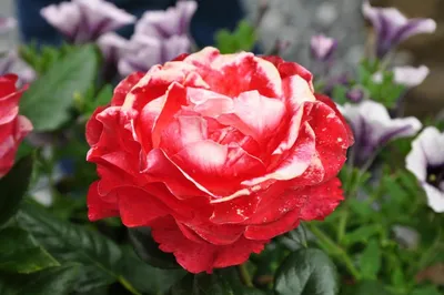 Роза чайно-гибридная Ностальжи купить с доставкой в г. Муром - цена от  350.00 руб