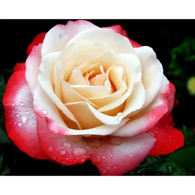 Роза \"Ностальжи\" (Rose Nostalgie) - Розы чайногибридные (Каталог чайно  гибридных роз
