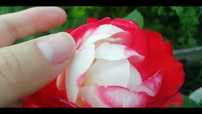 Роза чайно-гибридная Ностальжи (Nostalgie Hybrid Tea). Тантау (Tantau) -  «Чудесная роза похожая на шарик ванильного мороженного в сладком,  клубничном сиропе. » | отзывы